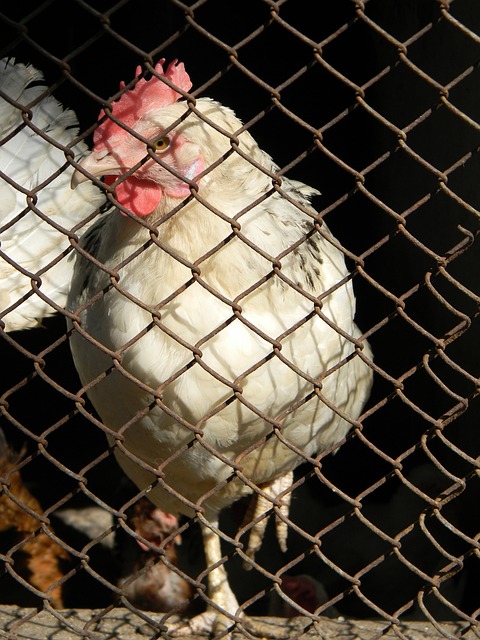 队及其训练 队及其训练