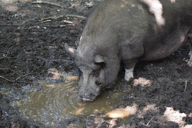 B費：C羅在禁區裏擁有卓越的才能，找到他是非常容易的.